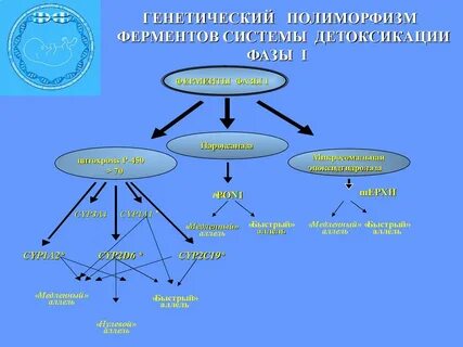 Система генетика