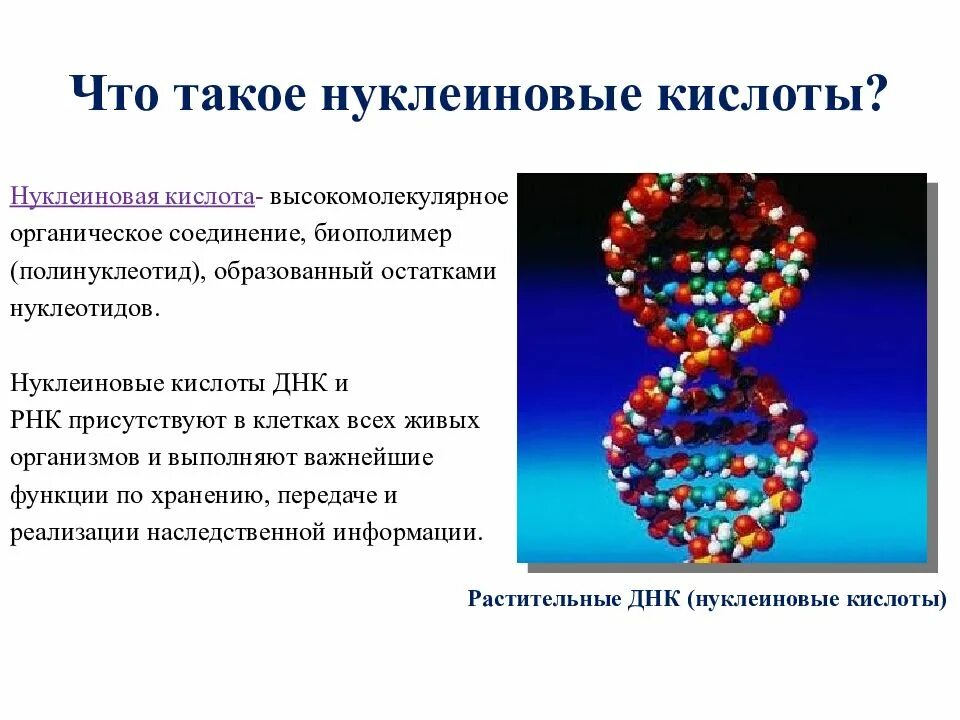 Химические соединения биополимеров. Нуклеиновые кислоты ДНК. Соединение нуклеиновых кислот. Нуклеиновые кислоты вещества. Свойства нуклеиновых кислот.