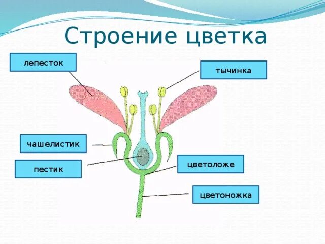 Какое строение пестик. Строение пестика и тычинки биология 6 класс.