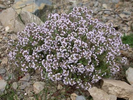 Thymus vulgaris