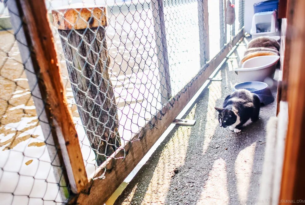 звери за забором. приют для бездомных животных в симферополе. приют для кошек симферополь. приют для кошек симферополь. ограждение для животных.