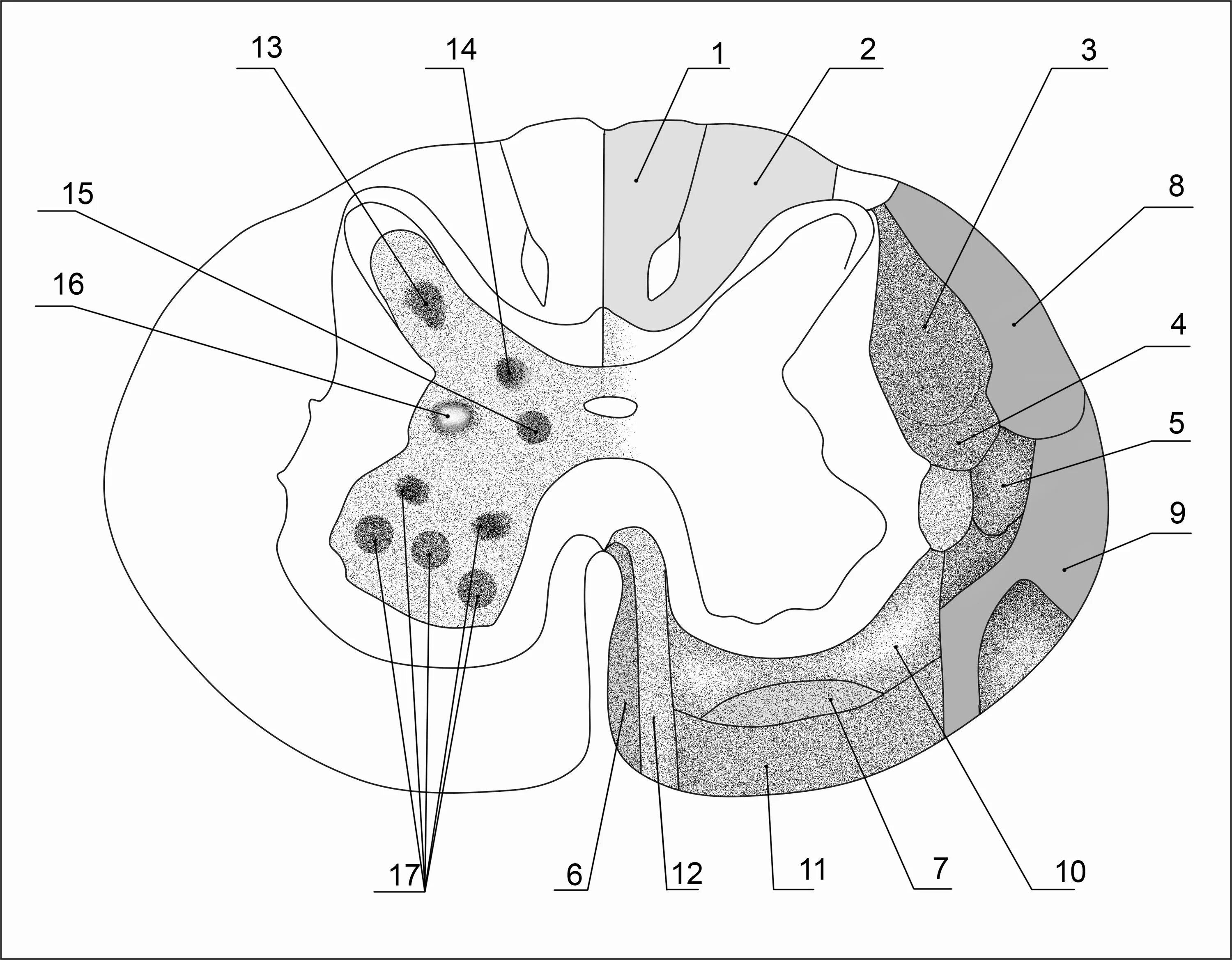 Центральное ядро спинного мозга. Внутреннее строение продолговатого мозга ядра. Ядра серого вещества продолговатого мозга схема. Ядра спинного мозга схема. Серое вещество продолговатого мозга.