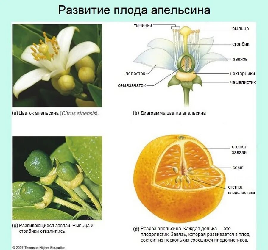 Плод состоит из. Строение апельсина. строение плода апельсина. плод развивается из завязи. строение плодов апельсина.