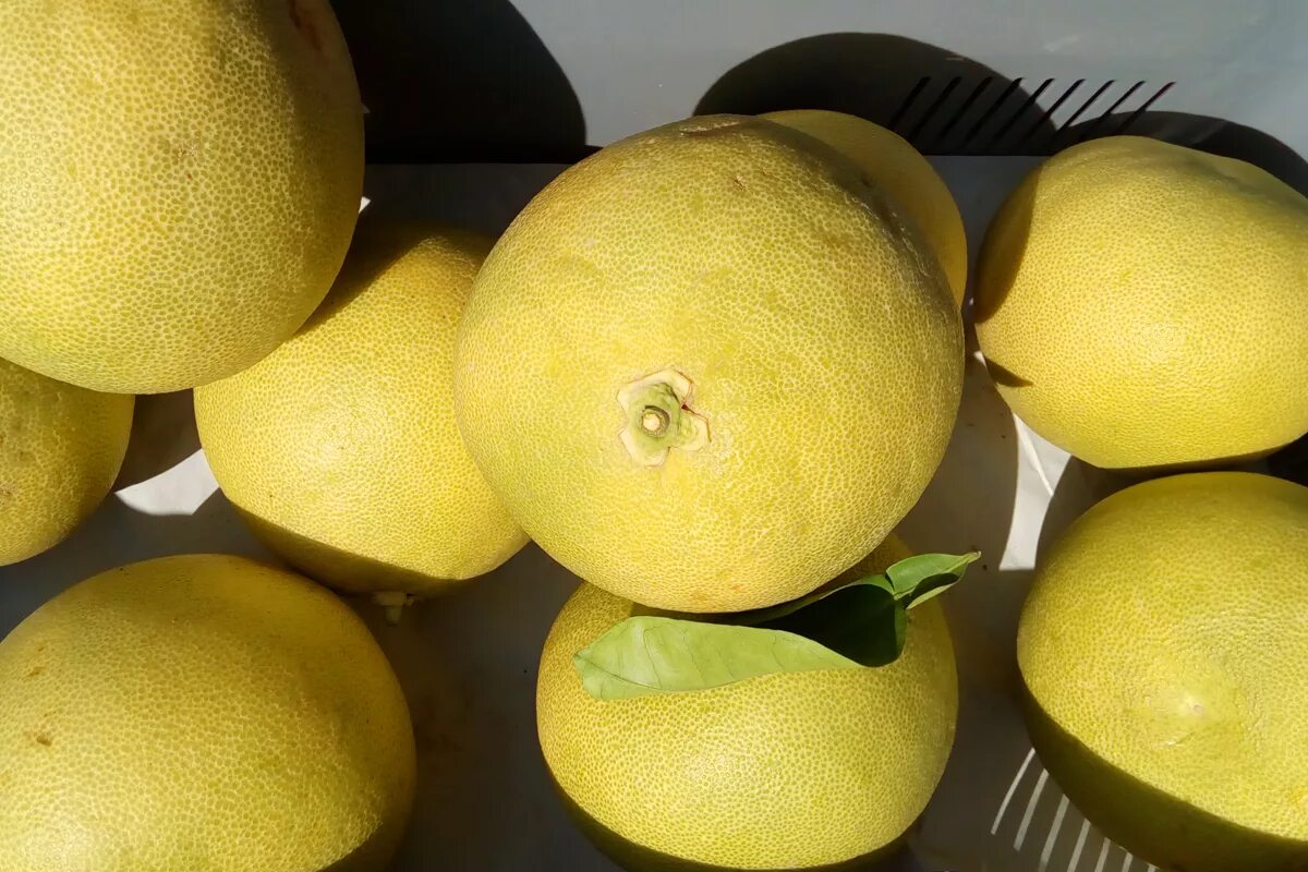 помело это гибрид. семена помело. цитрус помело. помело соренто. помело фрукт.