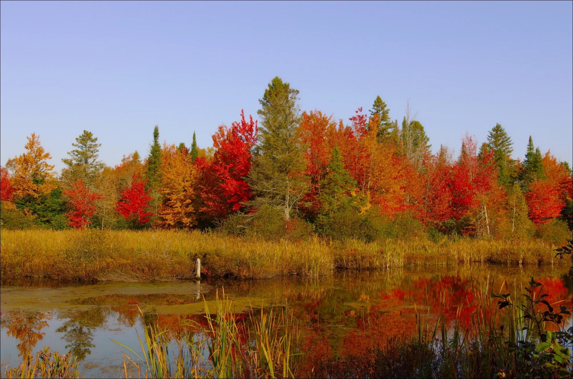 Осенние пейзажи осени. Лес словно Терем расписной лиловый золотой багряный. Лес точно Терем расписной. Осенний лес золотой багряный. Кленовая роща лес.