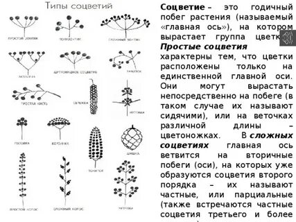 Соцветия таблица 6 класс