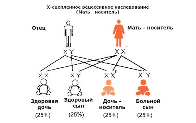 Наследование c. Схема наследования сцепленных с полом заболеваний. схема наследования хромосомных заболеваний. схема наследования псориаза. наследование , сцепленное с полом заболевание гемофилия.