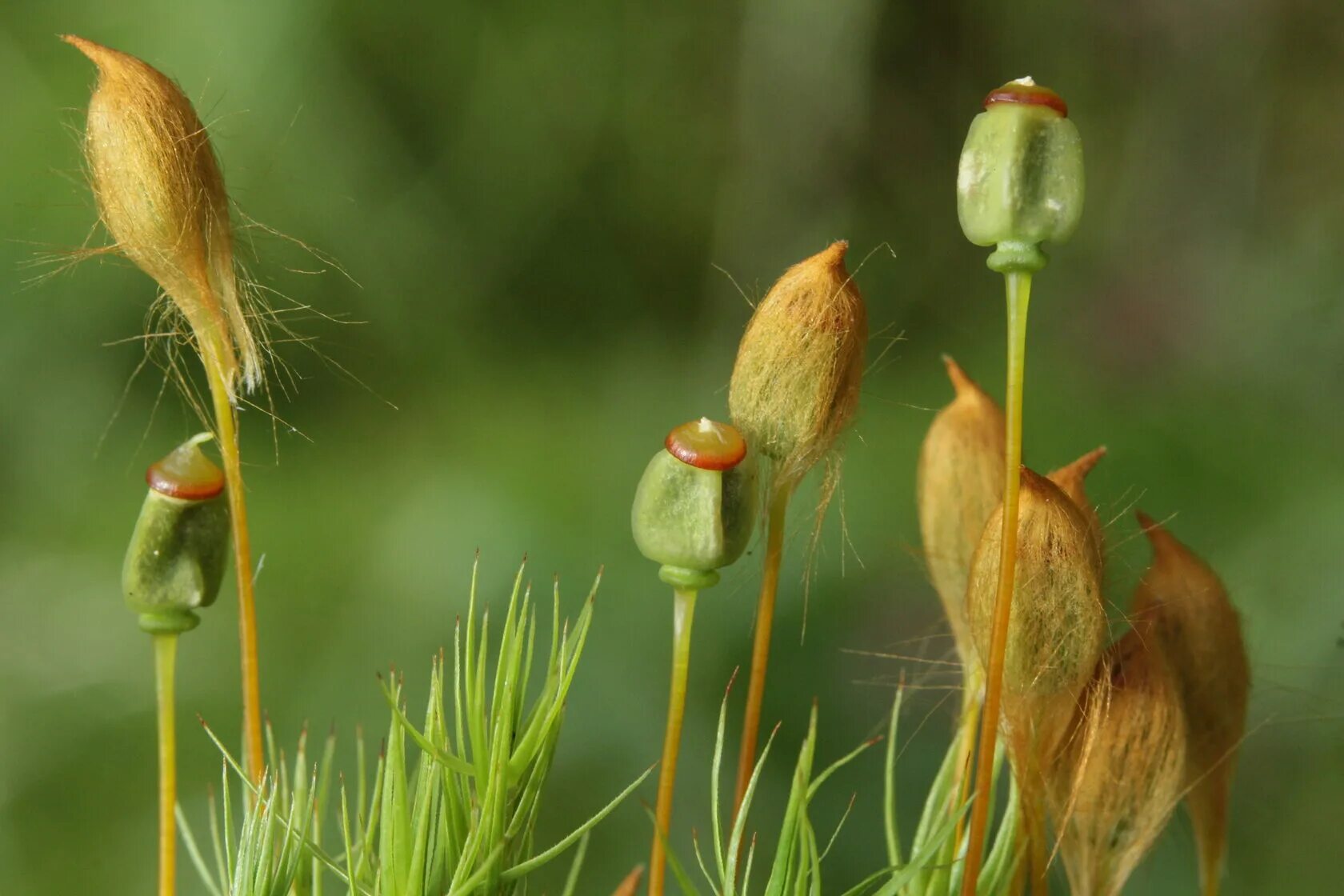 Кукушкин лён. Моховидные растения листостебельные. Кукушкино болото. Болото растительность. Кукушкин лён.