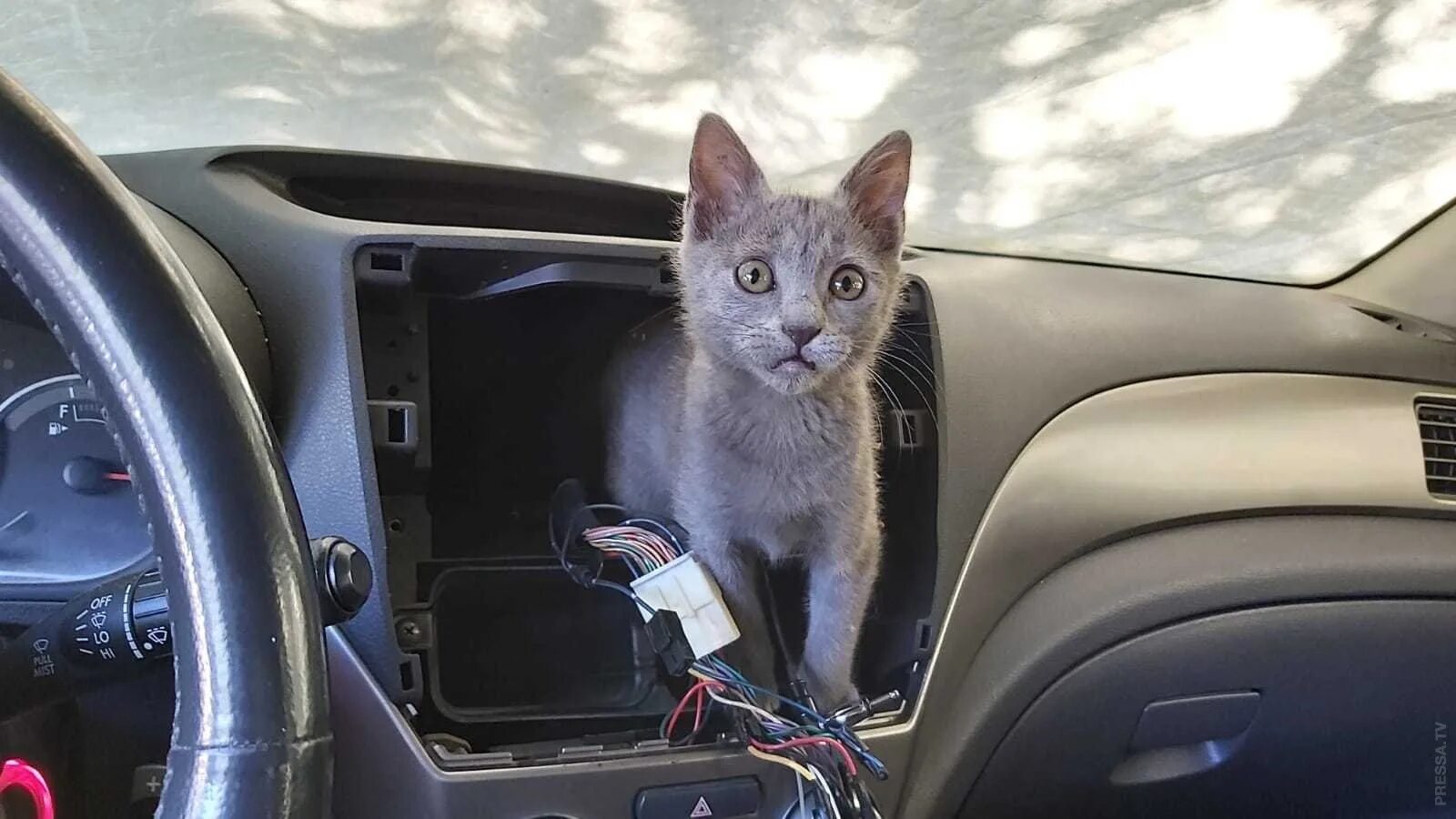 Включи котэ машина. Котик в машине. Кошачий автомобиль. Кот чинит машину. Кот автослесарь.