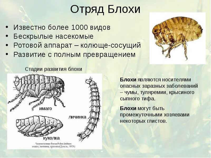 К бескрылым насекомым относятся. Отряд блохи общая характеристика. Специфические переносчики отряда "блохи". Блоха Тип класс отряд. Характеристика отряда блохи.