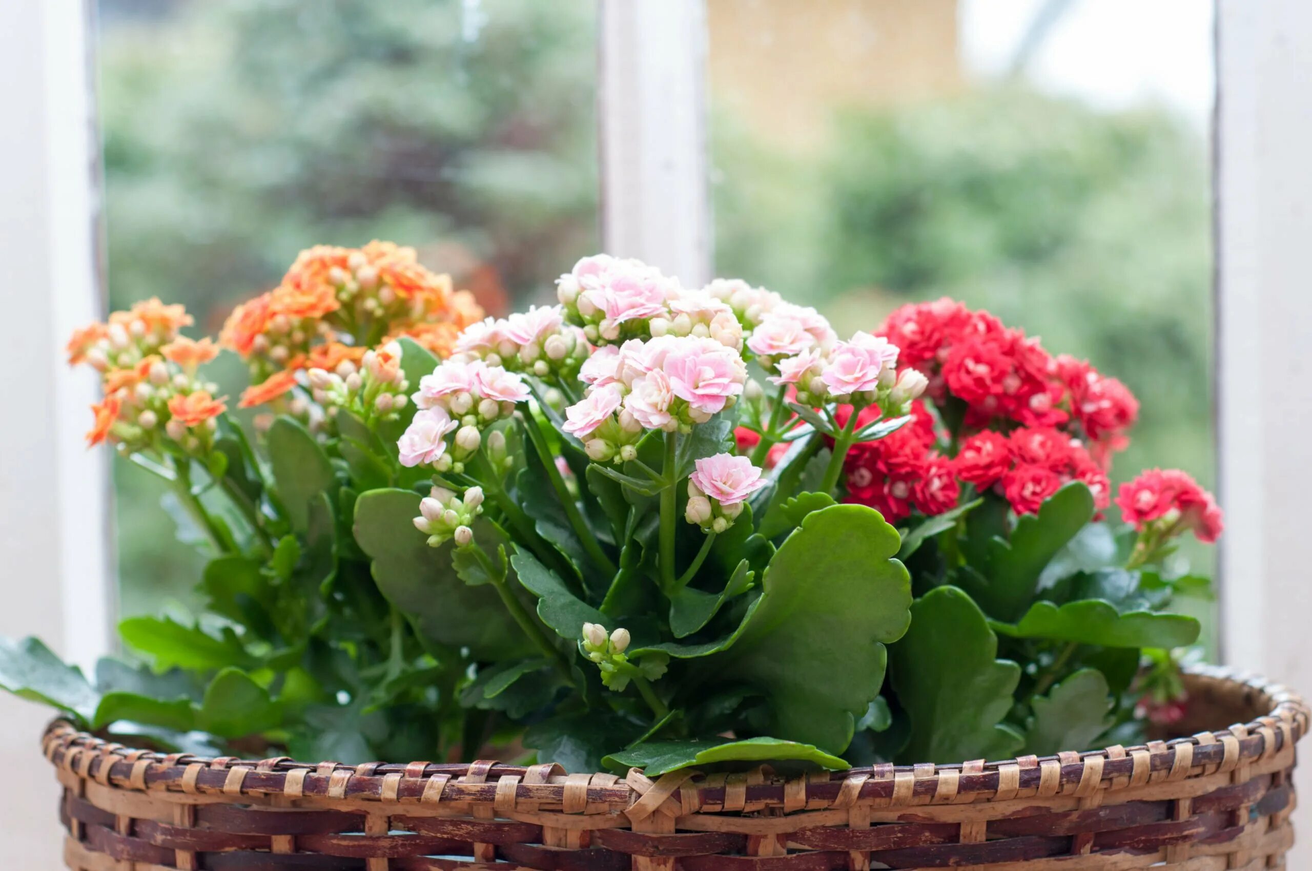 Каланхоэ форум. Каланхоэ каландива. каландива цветок. kalanchoe blossfeldiana aurora. каланхоэ дебора.