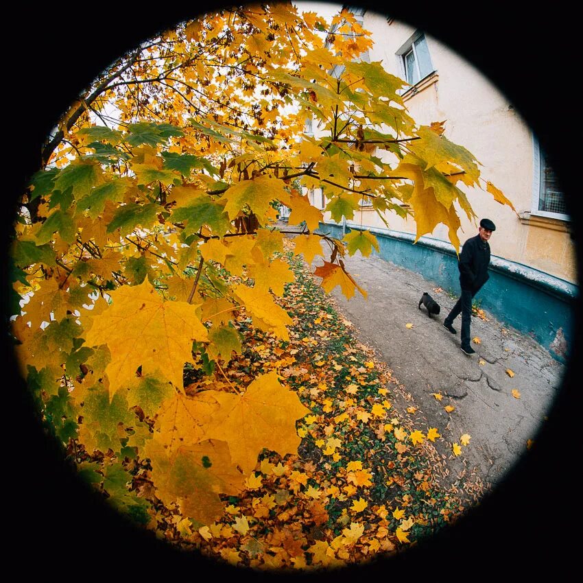 конкурс "Листья желтые над городом кружатся..." - Фотоконкурс.ру