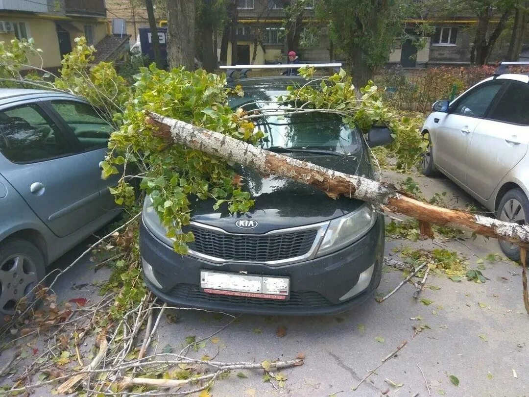 Кому звонить если упало дерево. Упавшее дерево на машину. дерево упало на автомобиль. падение дерева на автомобиль. дерево упало на машину в москве.