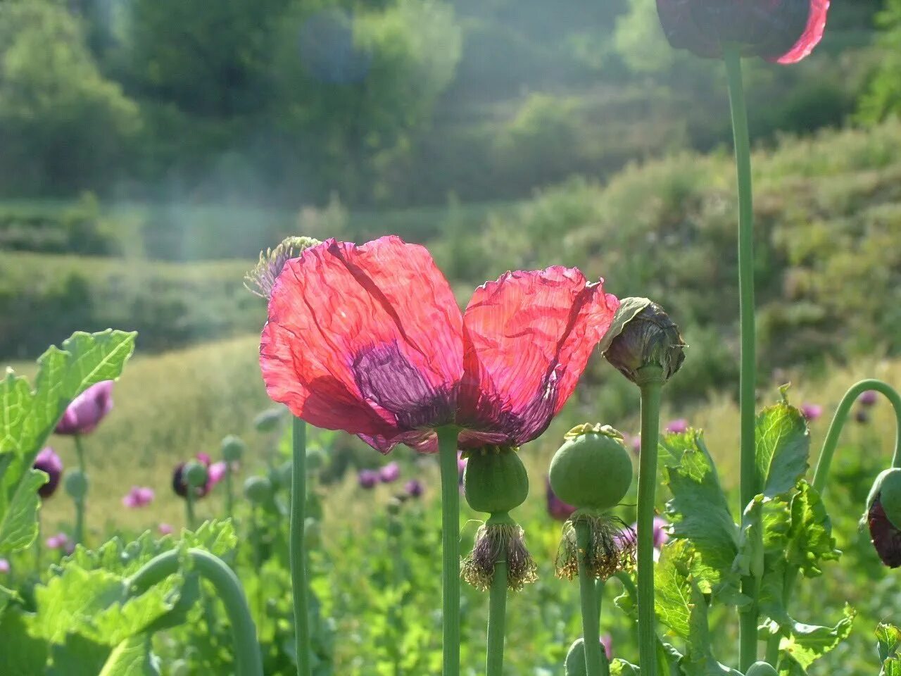 Как отличить мак. Мак снотворный (papaver somniferum). мак опийный (papaver somniferum). опиумный мак луговой мак.