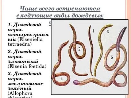 Черви сочетание
