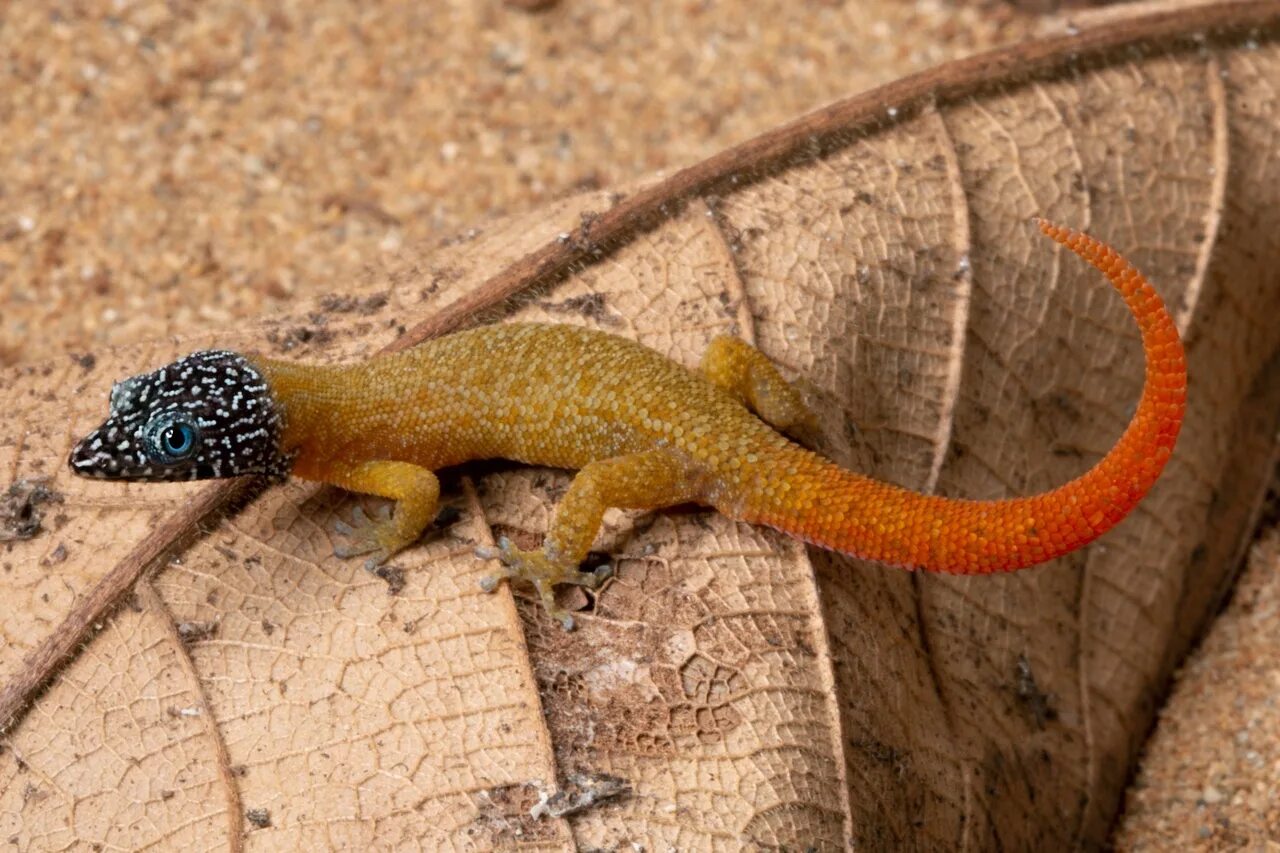 Карликовая ящерица. Круглопалый геккон. Карликовый геккон (Sphaerodactylus ariasae). Виргинский круглопалый геккон. Saurodactylus brosseti.