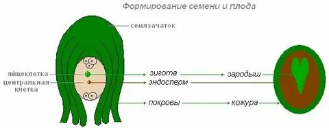 Образование зародыша и плода