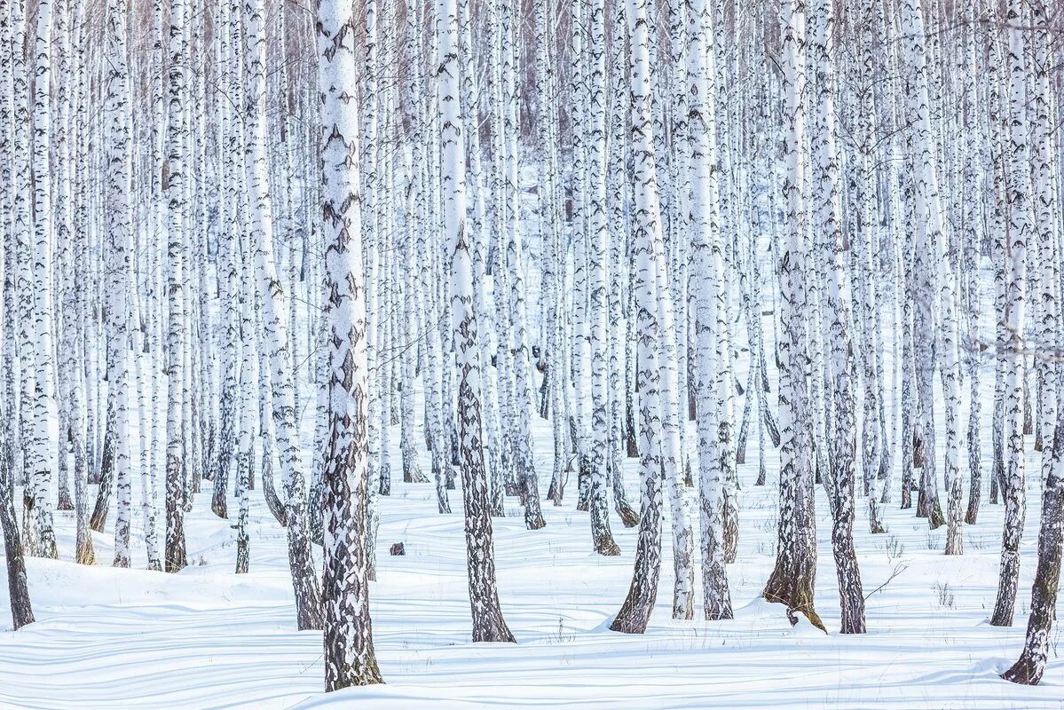 Березовый лес зимой. Зимний березовый лес. Снежная береза. Береза в снегу. Береза зима.
