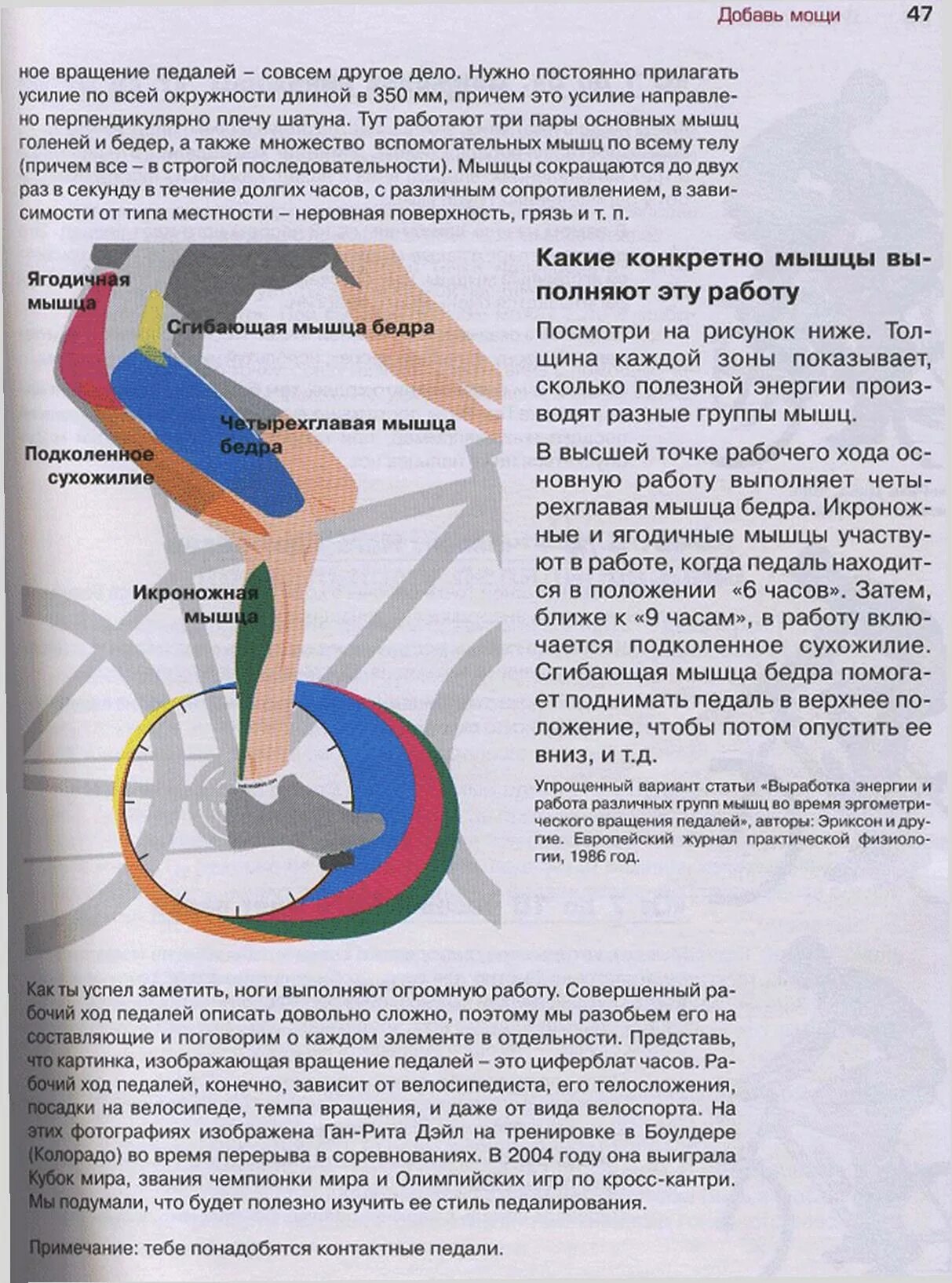 Велосипед какие мышцы работают у женщин. Мышцы задействованные при катании на велосипеде. Мышцы задействованные при езде на велосипеде. Группы мышц при езде на велосипеде. Группы мышц при езде на велосипеде задействованные.