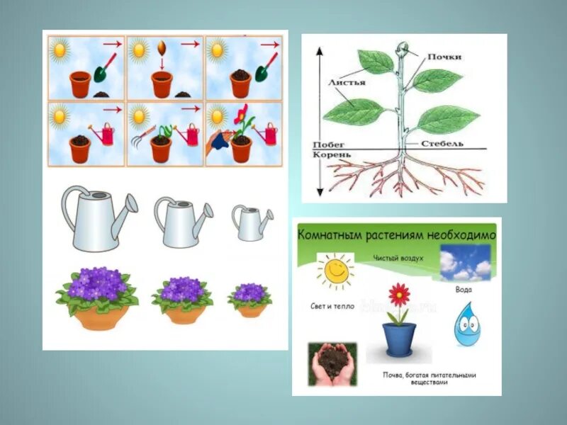 Растения для дошкольников. Комнатные растения для дошкольников. Строение комнатного растения. Комнатные растения для дошкольников средняя группа.