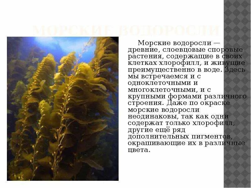 Презентацию животный и растительный мир океана. Древние водоросли. Древние многоклеточные водоросли. Древние предки водорослей. Слоевцовые растения.