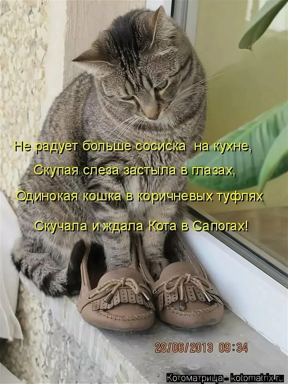 Приколы с котами до слез с надписями. Смешные коты с надписями. смешные кошки с надписями. приколы с котами с надписями. забавные кошки с надписями.