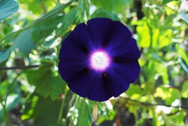 Ипомея которую запретили. Ипомея лунная. Ипомея которую запретили. Ипомея которую запретили. Ипомея которую запретили.