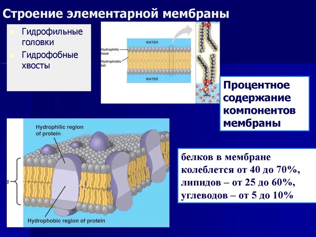 Элементарная плазматическая мембрана это. Плазматическая мембрана гидрофобные. Строение элементарной биологической мембраны. Гидрофильная мембрана.