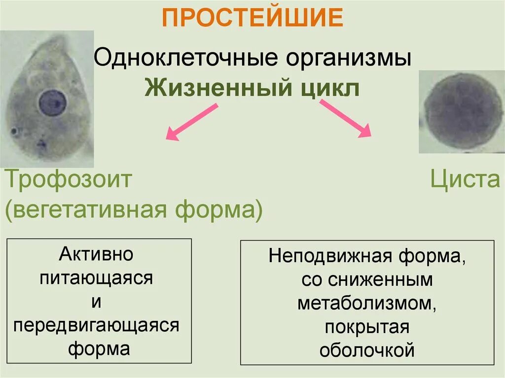 Вегетативная форма простейших