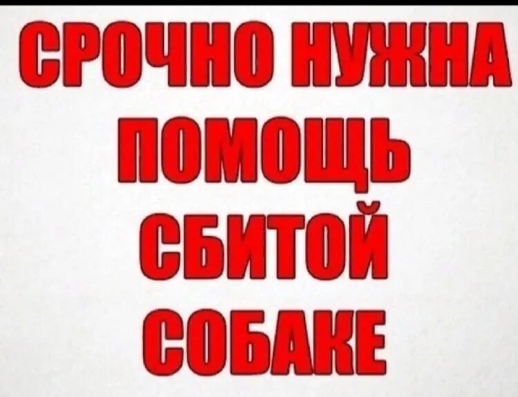 Срочно страдать. Нужна помощь собаке. Нужна помощь. Срочно нужна помощь. Сос срочно нужна помощь собаке.