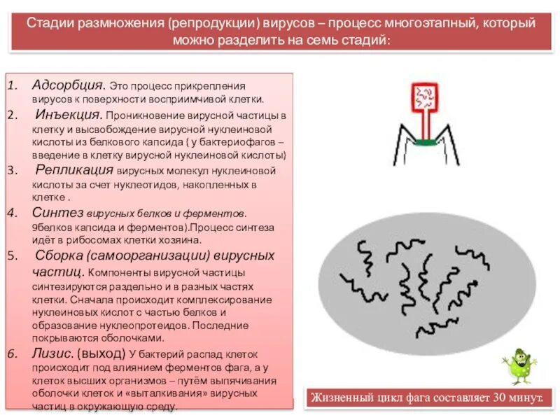 Раздевание вируса. Этапы размножения вирусов. стадии размножения вирусов в клетке. стадии вируса. размножение днк вирусов.