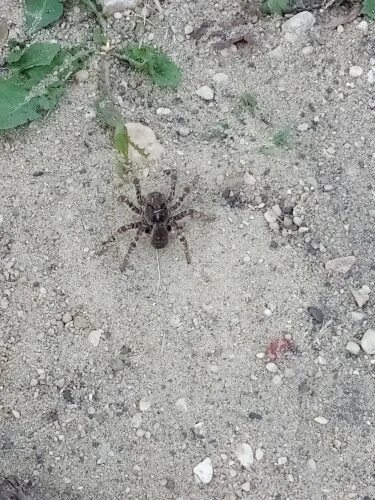 Гигантский ядовитый паук аргиопа попал на фото в Воронеже Регионы Селдон Новости