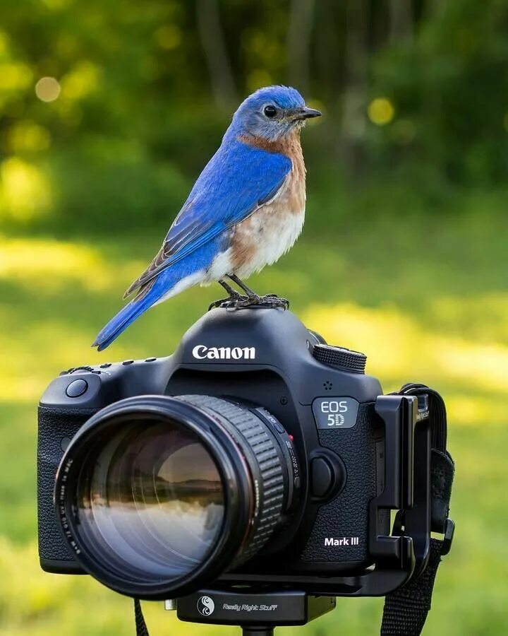 Bird watcher