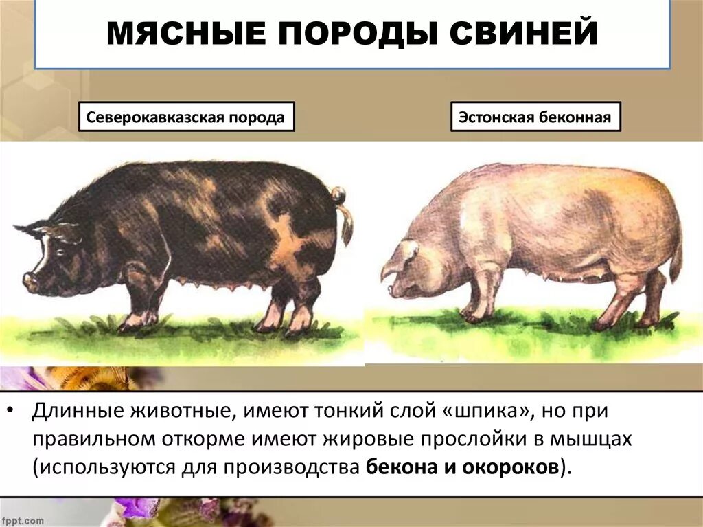 Какая порода поросят. Назовите породы свиней мясного направления продуктивности. Породы свиней мясного беконного направления. Свиноводство породы свиней сальные. Эстонская беконная порода свиней.