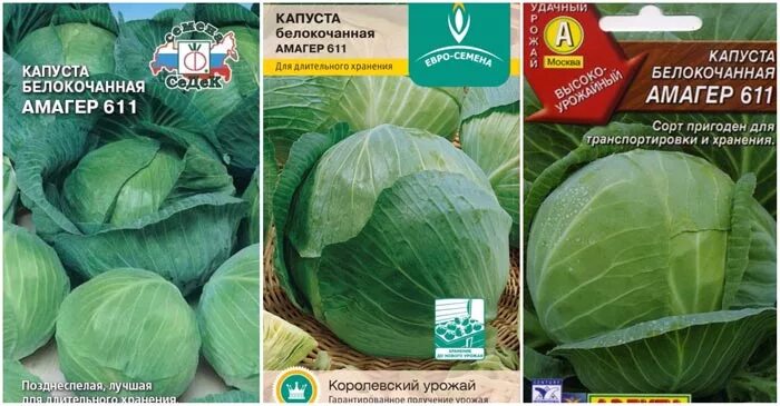 Капуста Амагер 611: характеристика и описание сорта с фото