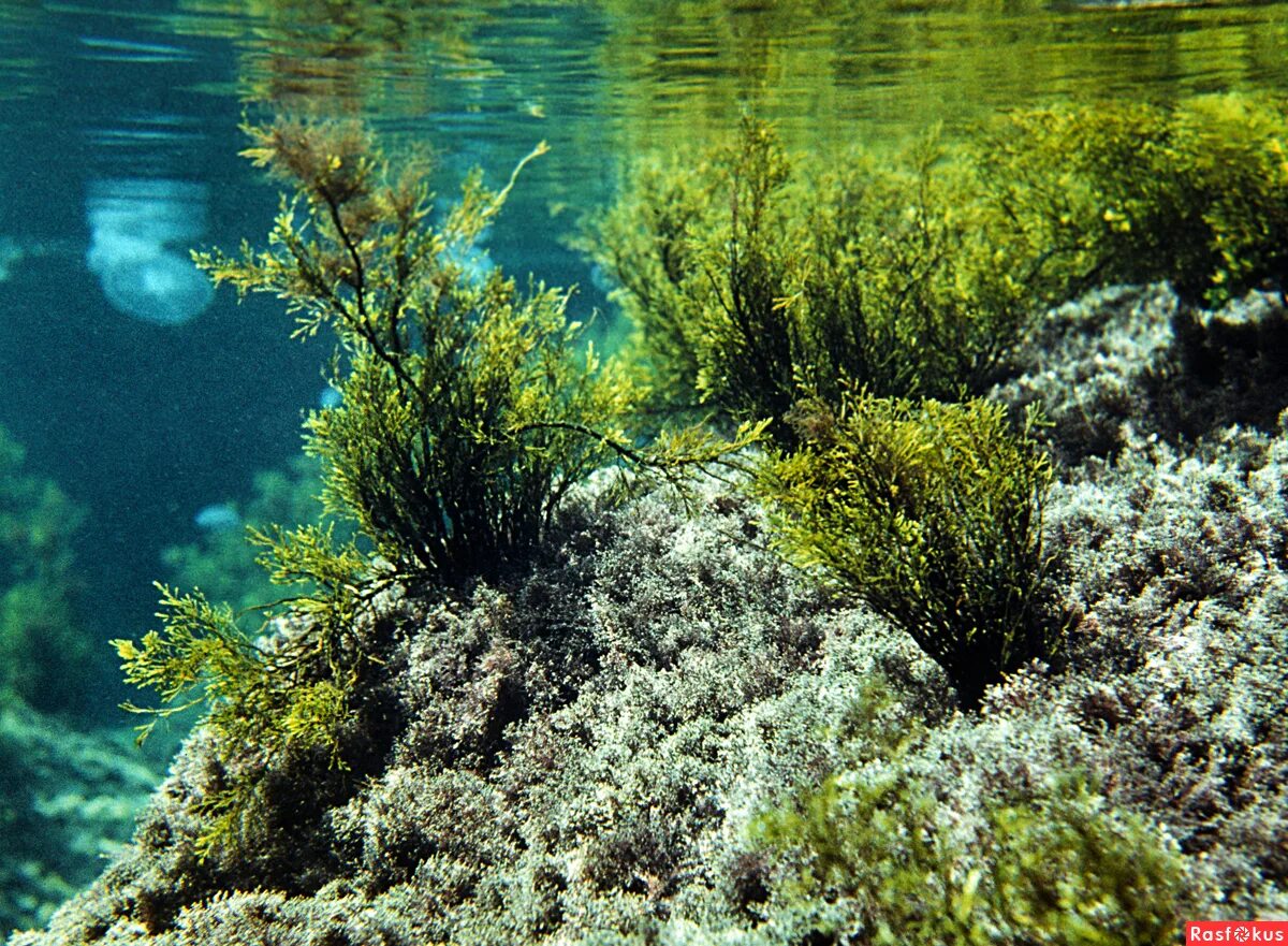 Темные водоросли. Синезеленые водоросли Байкала. Зостера морская водоросль. Водоросли черного моря Крым.