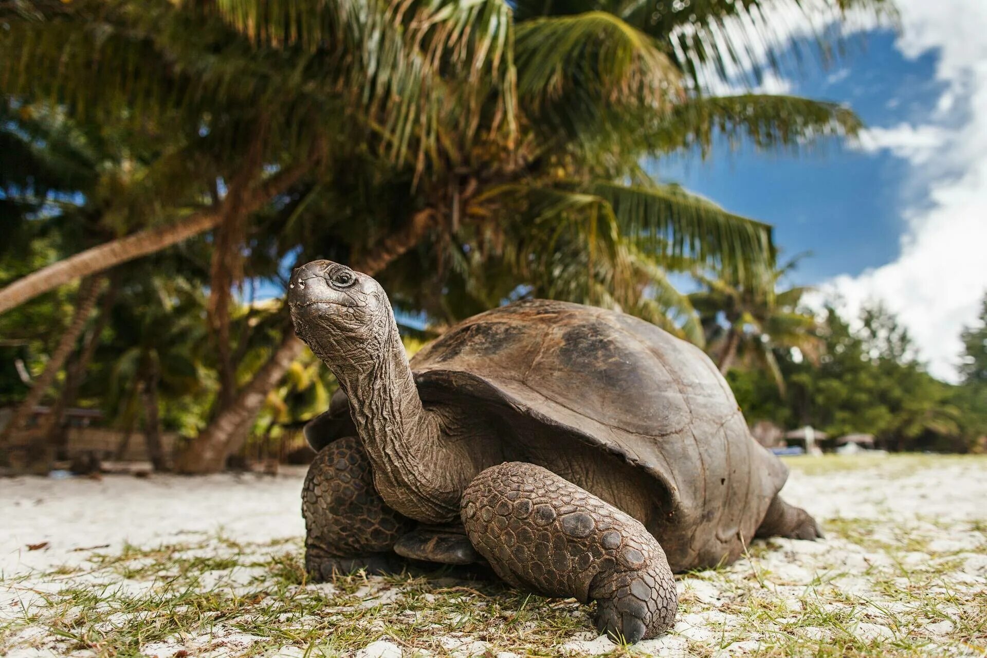 Сейшельские черепахи. Остров Альдабра Сейшелы черепахи. Гигантская черепаха Альдабра. Черепаха Альдабра на Сейшелах. Праслин Сейшелы черепахи.