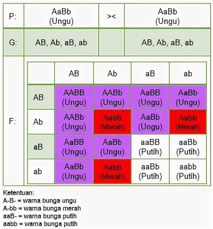 Число гамет с генотипом aabb