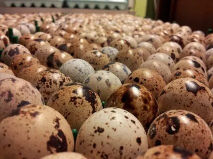 Quail eggs