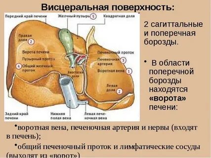 Анатомические образования которые входят в ворота печени