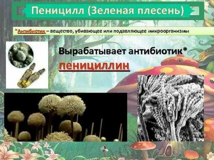 Пеницилл и бактерии