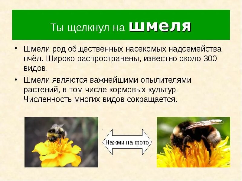 Пчелы и шмели тип взаимоотношений. Информация о шмелях. Шмель доклад для 2 класса. Рассказ о Шмеле. Шмели общественные насекомые.