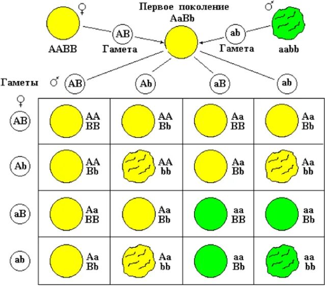 Сколько типов гамет образуется с генотипом aabb. Схема дигибридного скрещивания гороха. Схема тригибридного скрещивания. Схема при дигибридном скрещивании. Схема жигибридного серещивпгия.