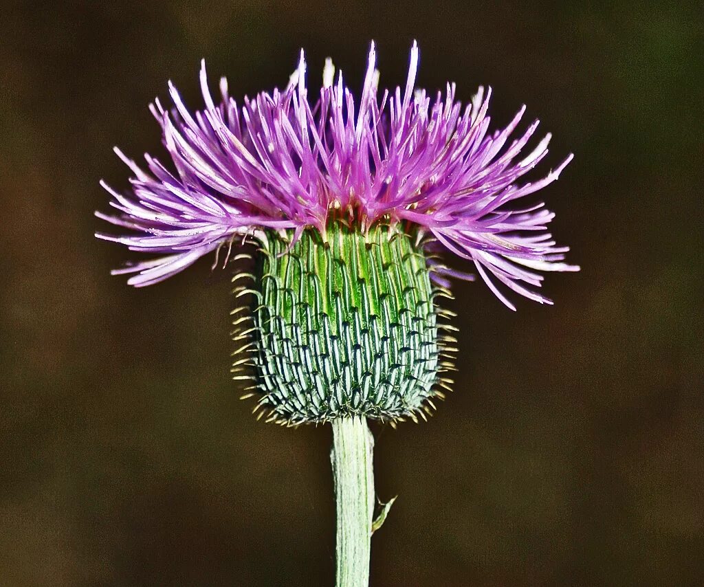 Цвет чертополох значение. Расторопша бодяк чертополох. Чертополох описание. Чертополох поникающий. Ирландский чертополох.