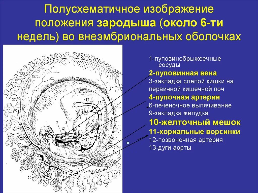Положение эмбриона