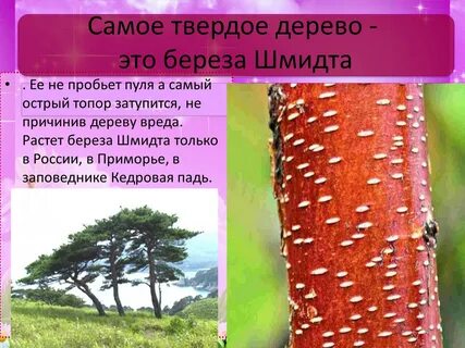 Береза шмидта