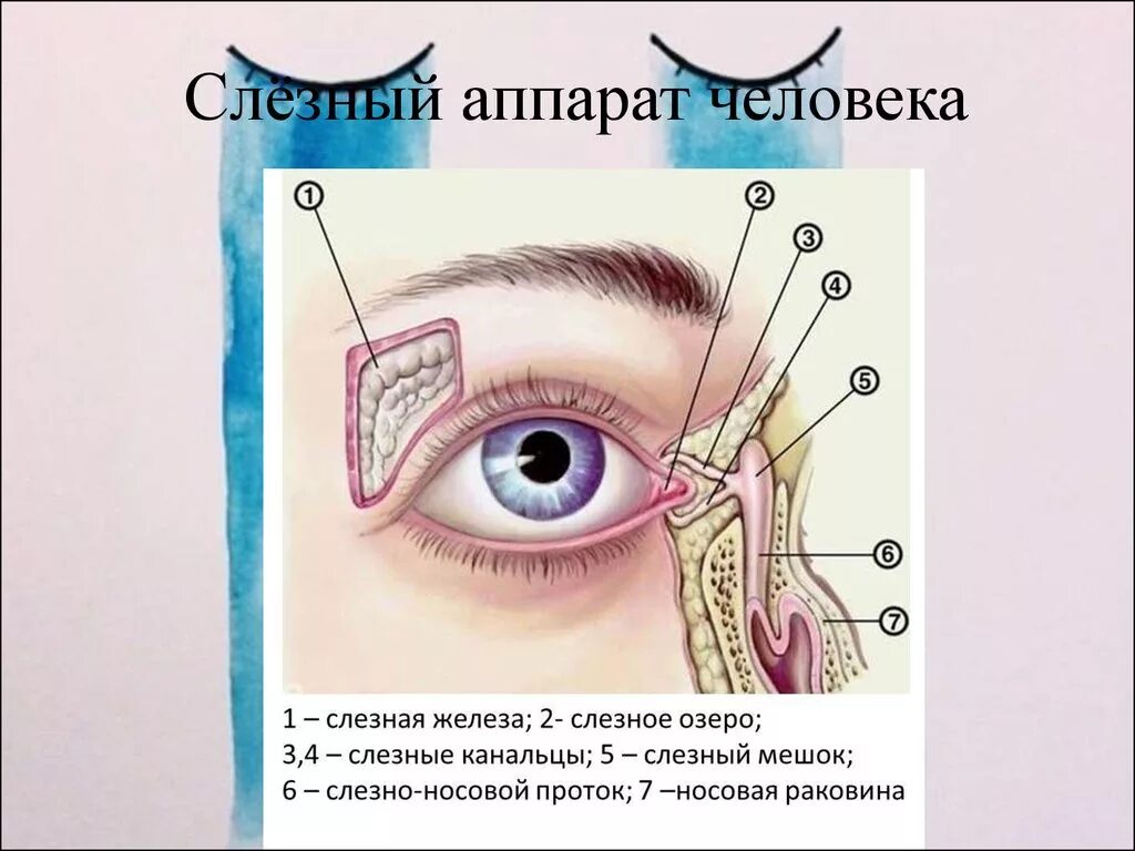 Слезный канал открывается. Слезный аппарат глаза анатомия. Структурные части слезного аппарата. Анатомические структуры слезного аппарата. Слезная железа слезные канальцы слезный мешок носослезный проток.