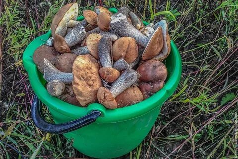 Грибы вернулись