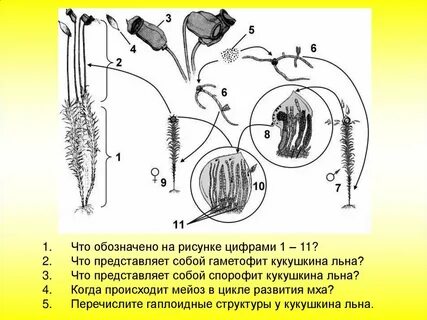 Что является спорофитом у мхов
