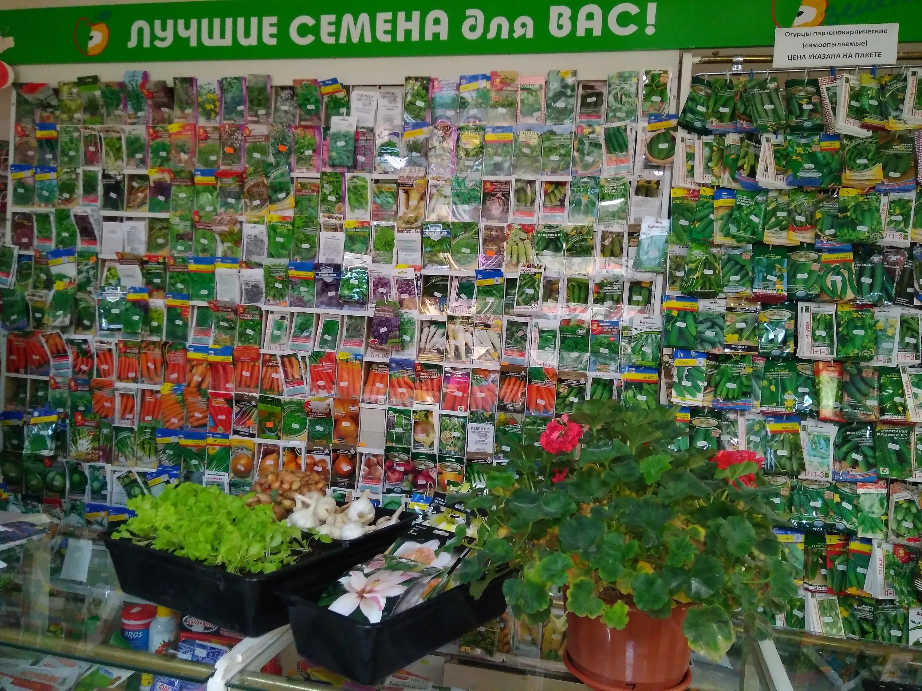 Магазин семян. Семена садовый магазин. Магазин семян в Туле. Реклама магазина семян.